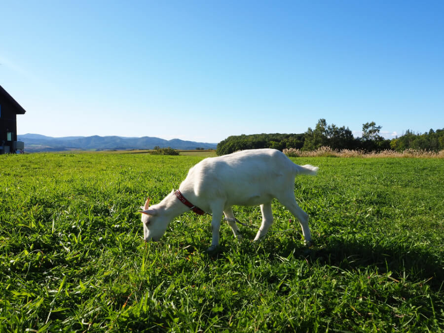 ヤギの落ち葉処理力が支える自然循環